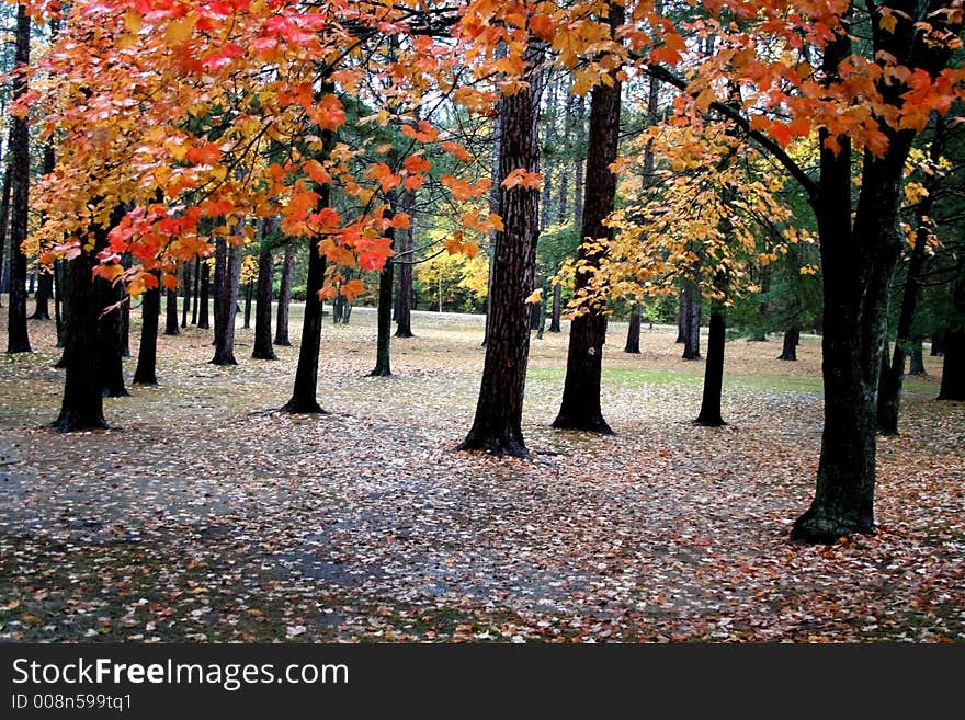 Autumn time  at early stage of leafe fall. Autumn time  at early stage of leafe fall