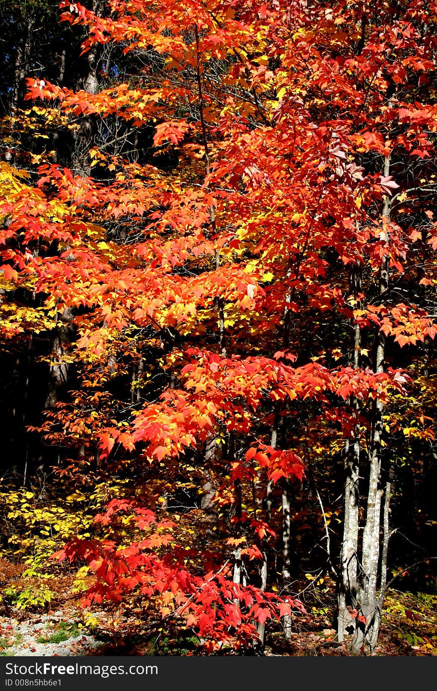 Colourful and bright red autumn trees