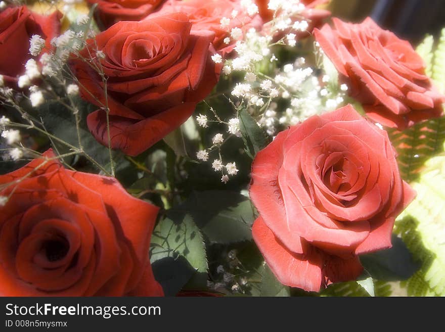 Bunch of red roses at sunlight