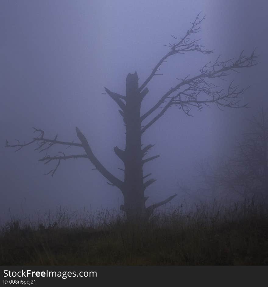 Abandoned Forest