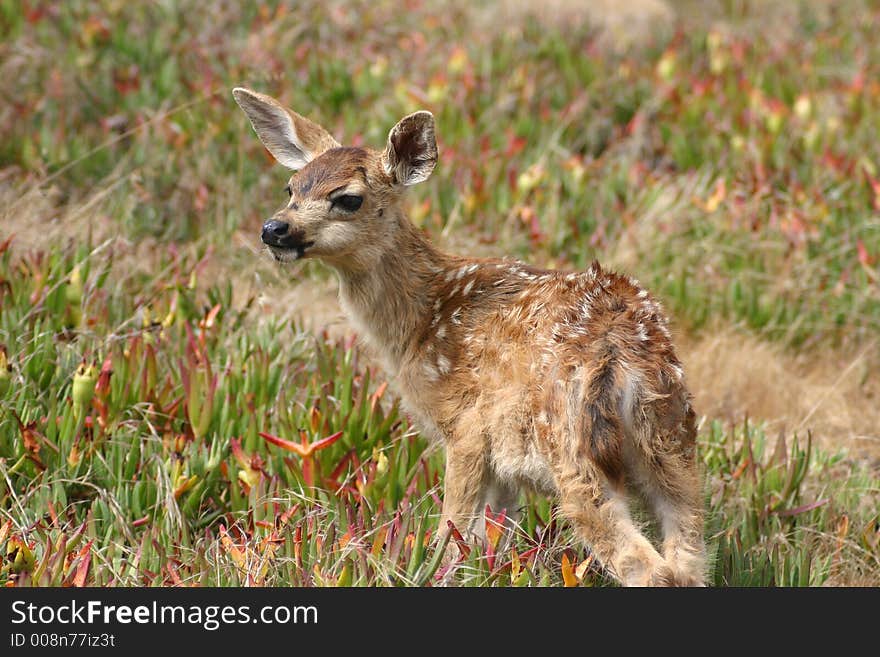 A young fawn watches for it's mother in Pacific Grove, California. A young fawn watches for it's mother in Pacific Grove, California.