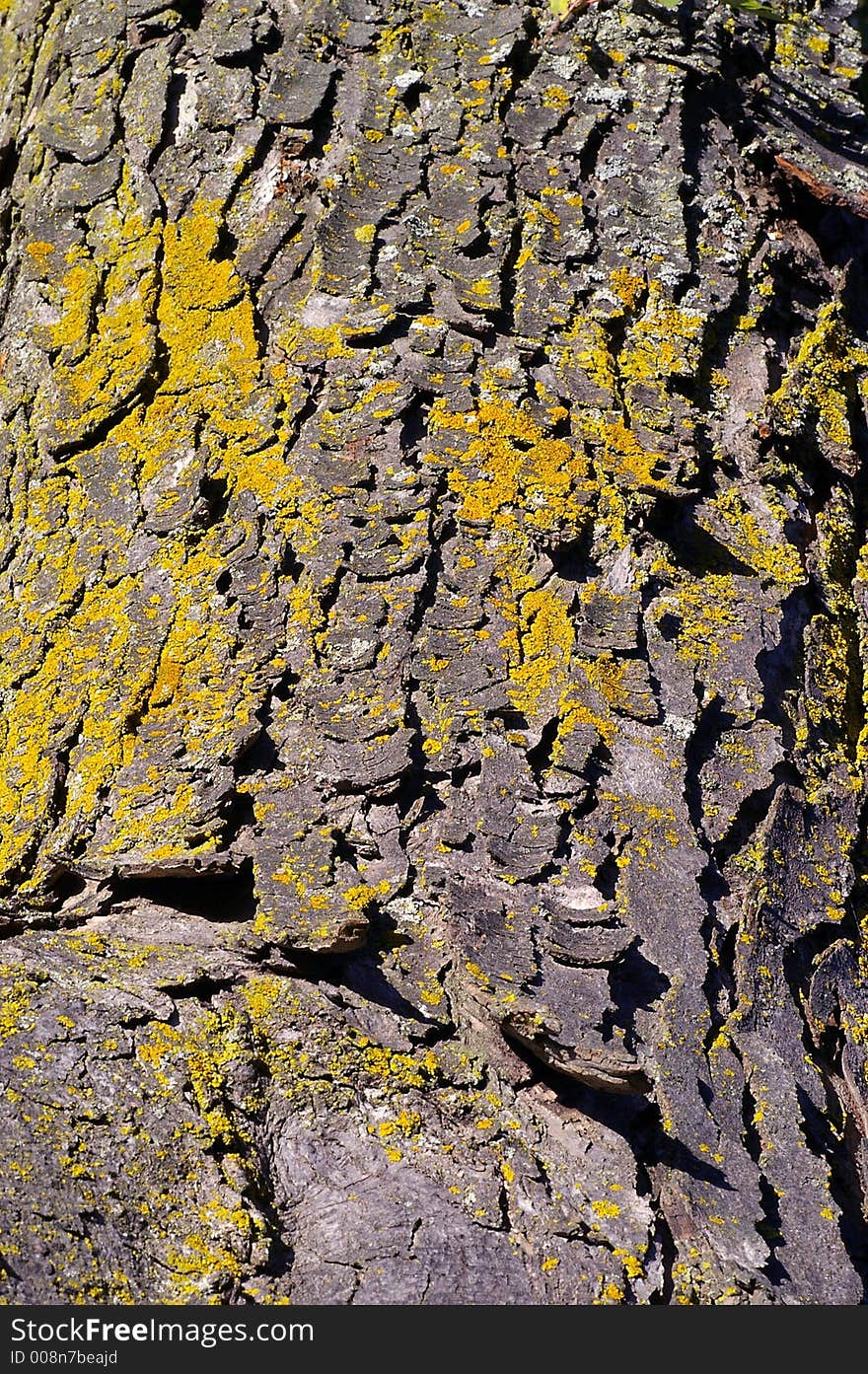 Maple tree bark with moss