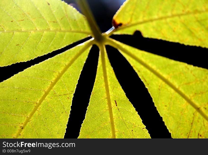 Close up view bright green colord leaf. Close up view bright green colord leaf