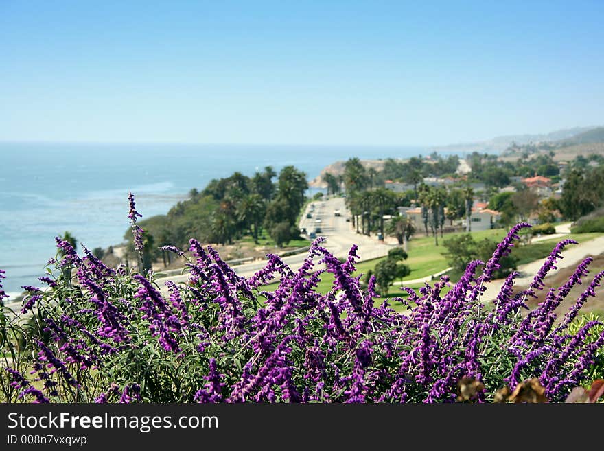 Flowers at a park facing Pacific Ocean. Flowers at a park facing Pacific Ocean