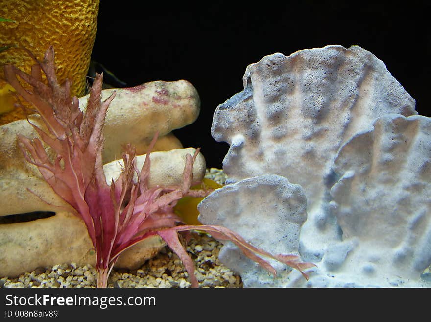 Inside Aquarium with Coral Reef