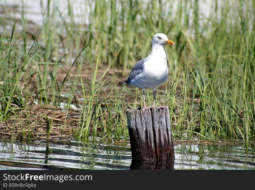 Seagull Perched