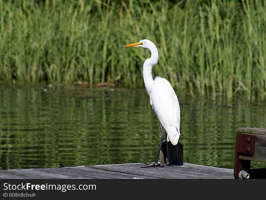 Great Egret