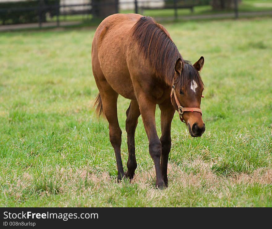 Young brown horse out to pasture. Young brown horse out to pasture