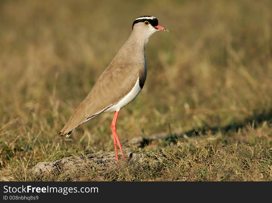 Crowned plover  (Vanellus co   ronatus) standing in grassland, Etosha National Park, Namibia