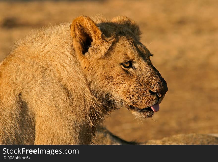 Young lion (Panthera leo) with dirty face after feeding, South Africa . Young lion (Panthera leo) with dirty face after feeding, South Africa