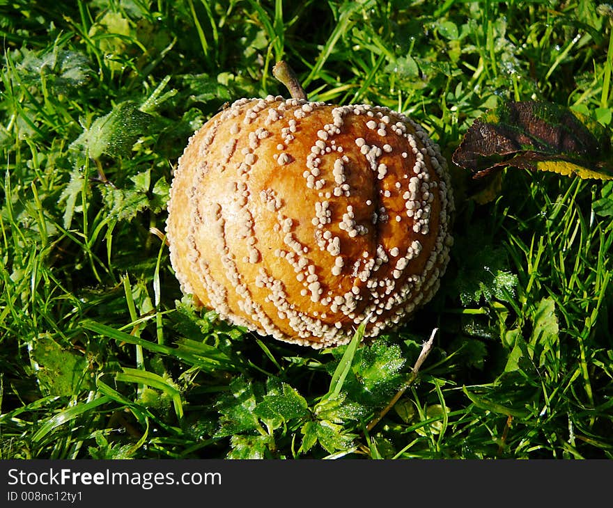 A molded apple, lying in the grass.