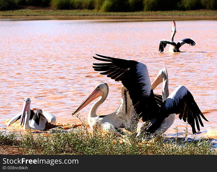 Pelicans enjoying their breakfast at Diamantina Lakes, Outback Queensland