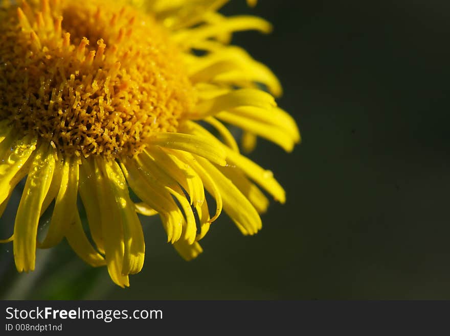 Yellow Flower