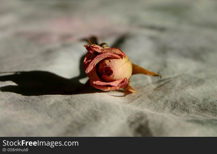 Dried pink rose on a soft pillow. Dried pink rose on a soft pillow