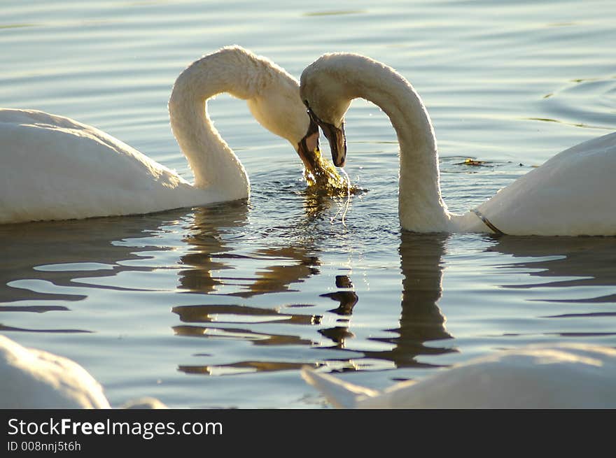 A photo of two swans butting heads. A photo of two swans butting heads.