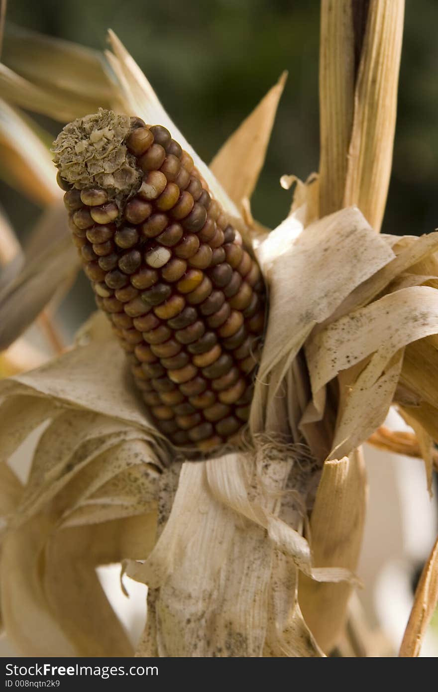 Indian corn at harvest time