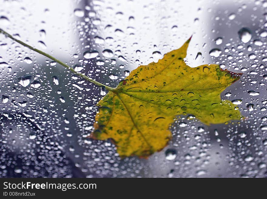 Leaf On Glass