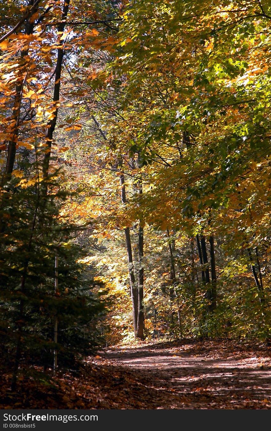 Sunny road with autumn trees. Sunny road with autumn trees