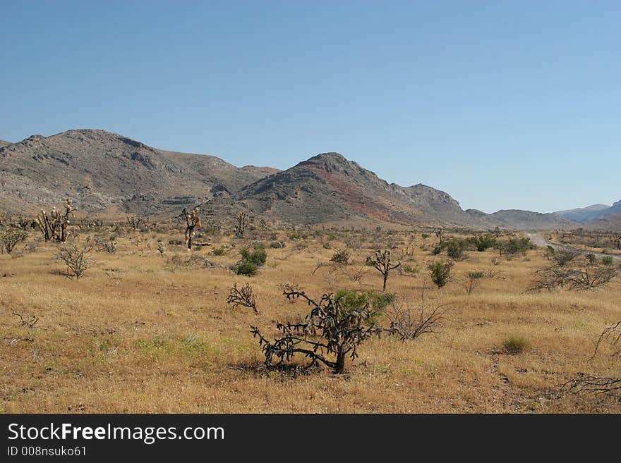 Desert Vegetation