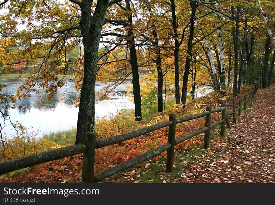 Yellow colored trees along lake shore. Yellow colored trees along lake shore