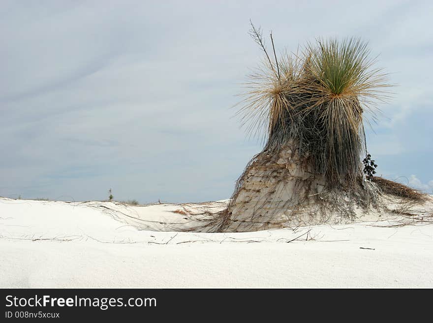 Desert vegetation