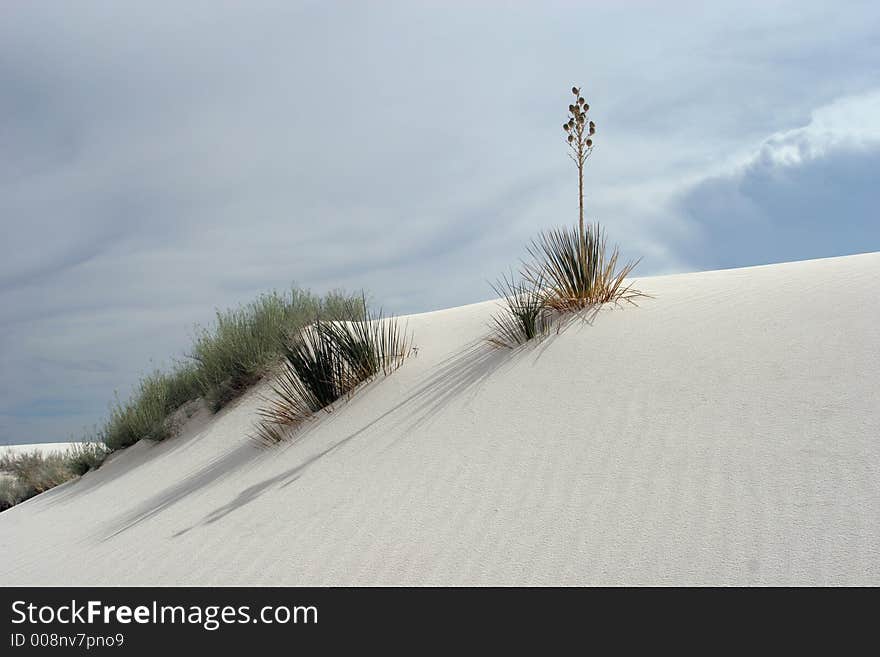 Desert Vegetation