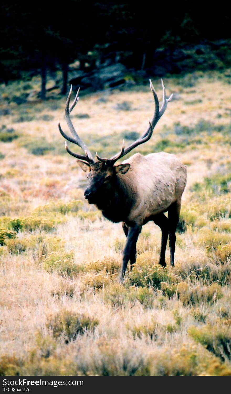 Bull Elk entering the meadow with autumn colors in the background. Bull Elk entering the meadow with autumn colors in the background.