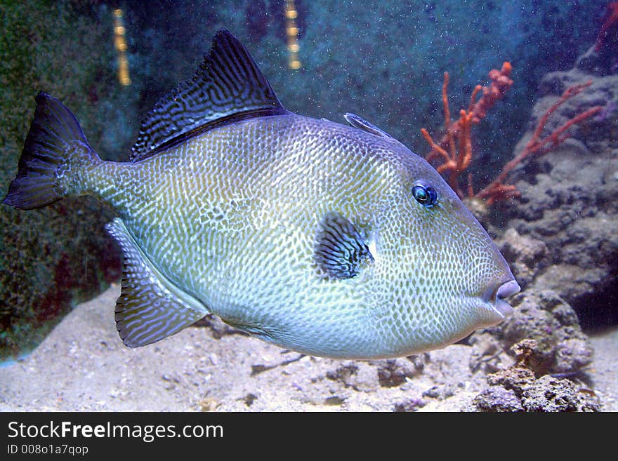 Portrait of a Grey Triggerfish Fish. Portrait of a Grey Triggerfish Fish