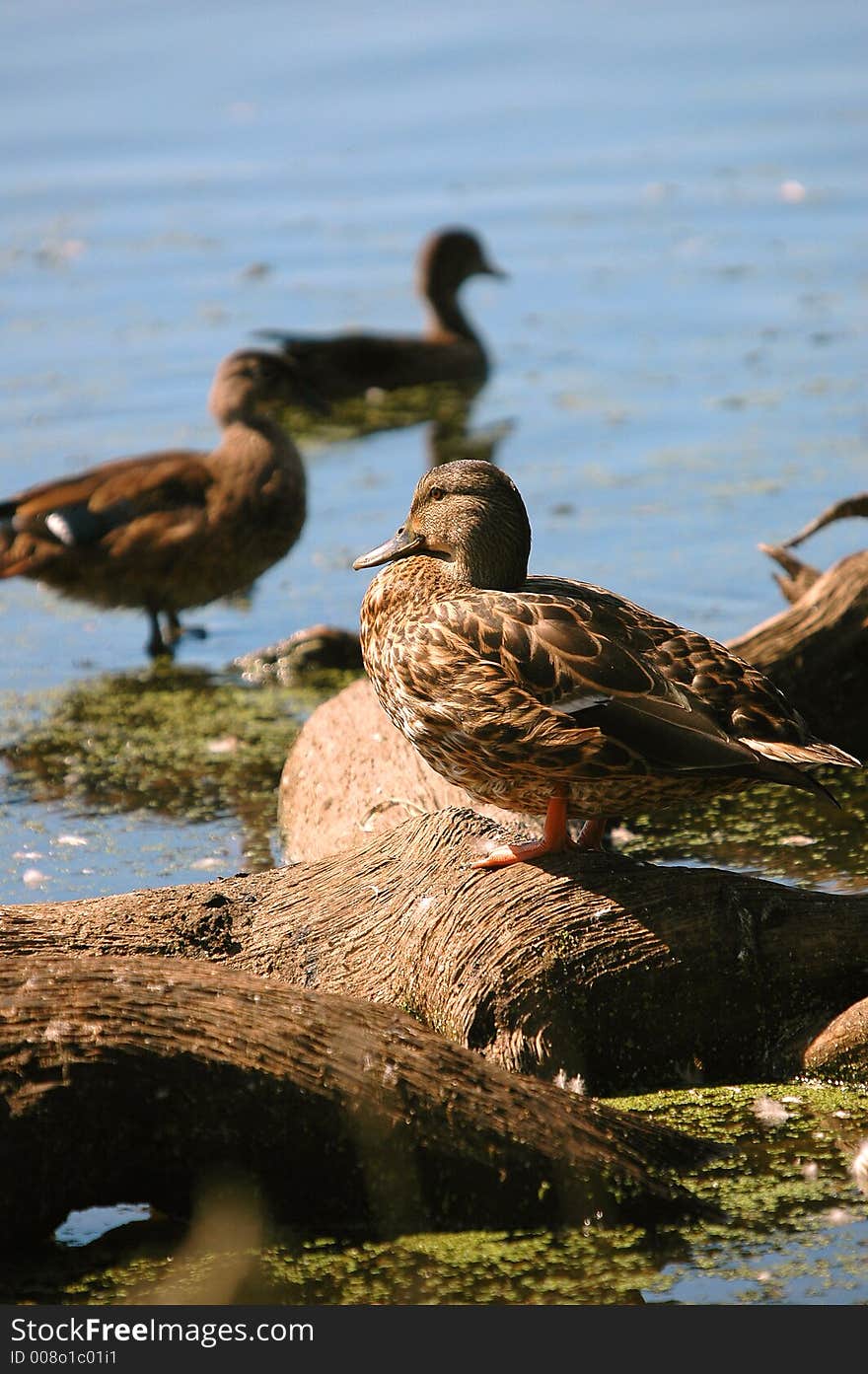 Ducks