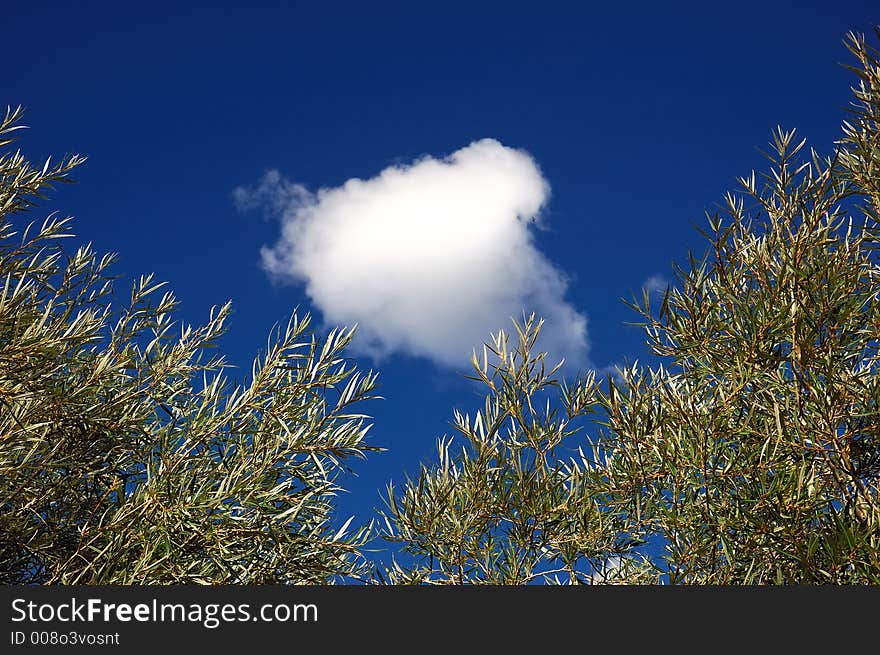 Cloud And Trees