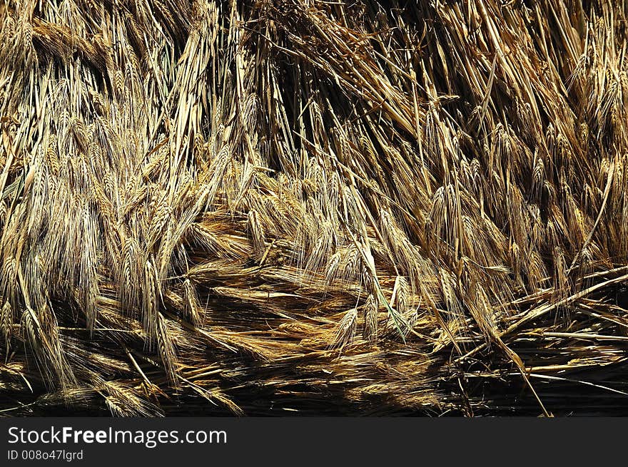 Ears of barley, Ladakh, India.