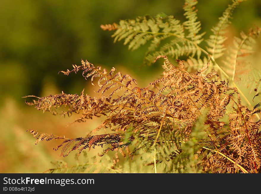 Ferns in an underbrush taken under evening light of fall