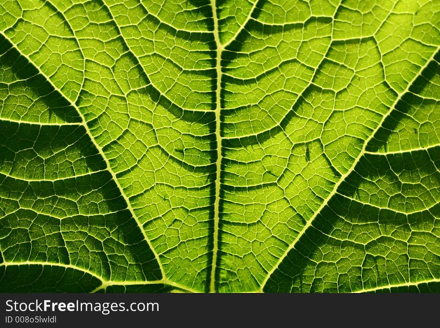 Leaf of marrow with light from sun. Can be used as background.