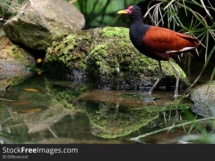 Wild bird drinking in a swamp