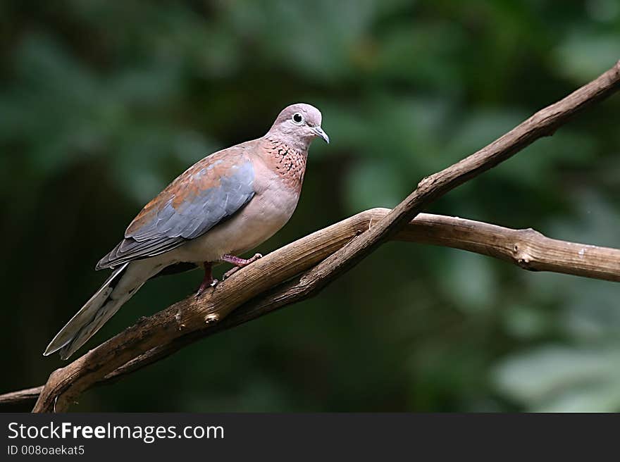 Some bird walking on a tree