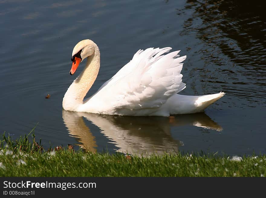 Swan