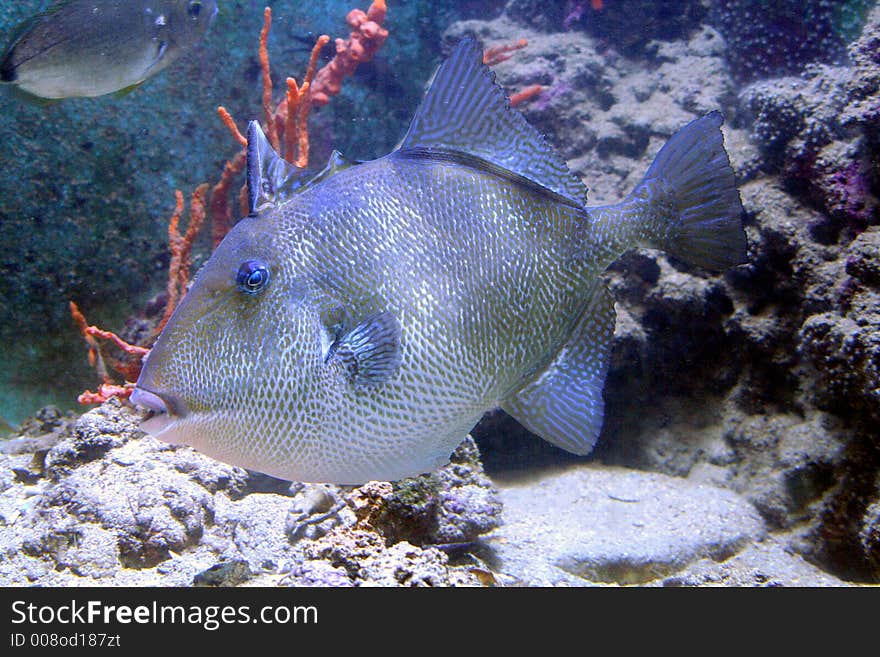 Portrait of a Grey Triggerfish Fish. Portrait of a Grey Triggerfish Fish