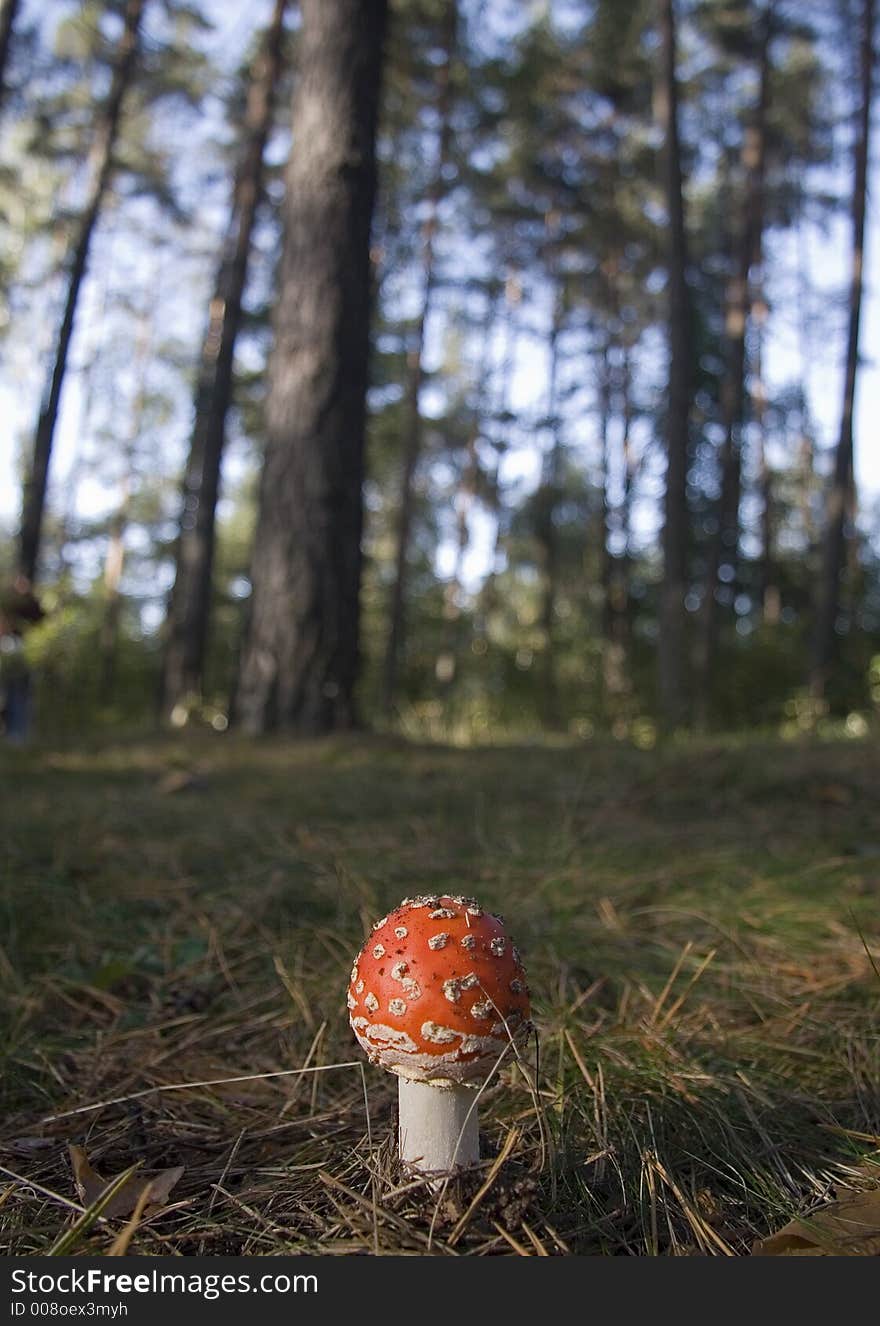 Mushrooms