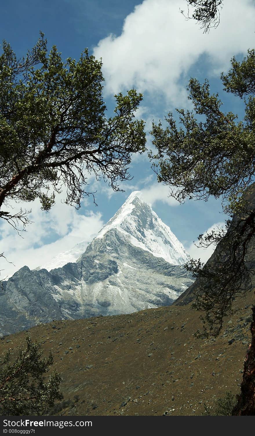 Tree and summit Caraz in the Cordilleras. Tree and summit Caraz in the Cordilleras