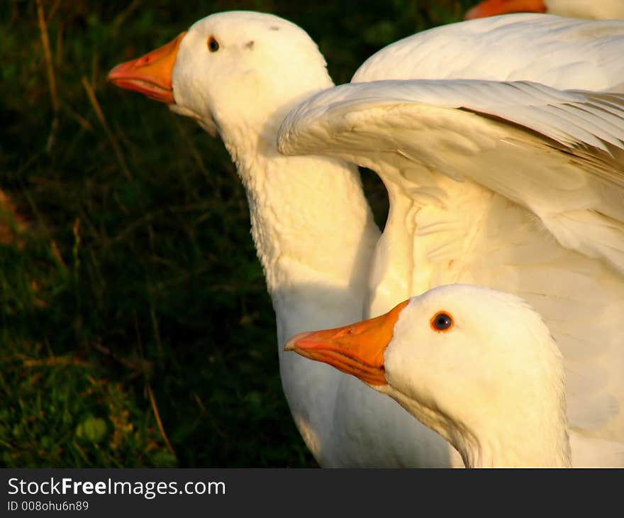 Detail from small farm flock of geese. Detail from small farm flock of geese