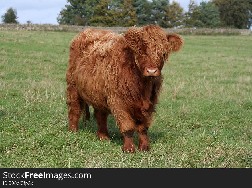 This Highland Cow is part of Organic Farming taking place in Northumberland