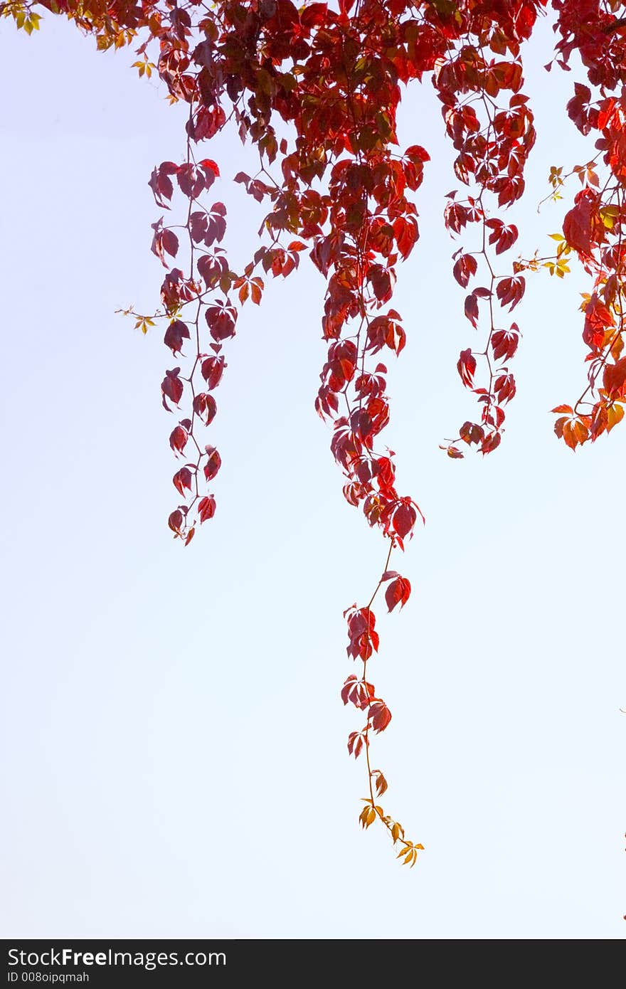 Red leaves on the sky. Red leaves on the sky