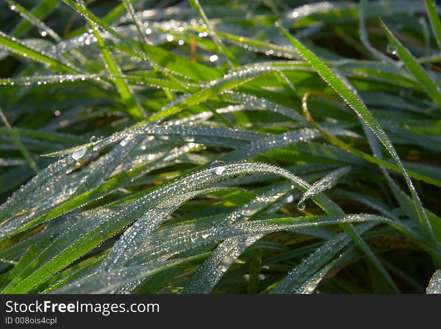 Dew Drops On Green Grass