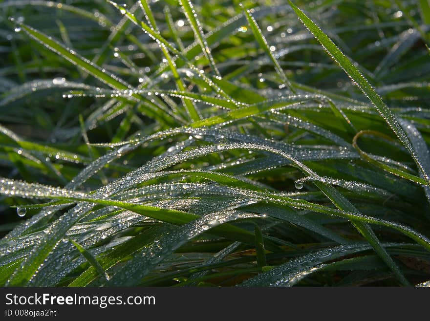 Dew Drops On Green Grass