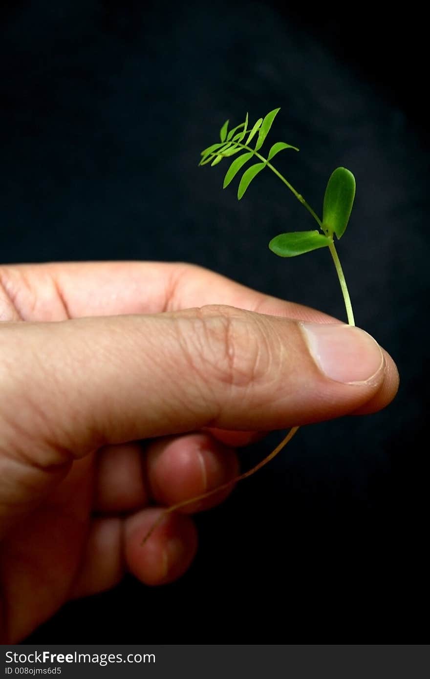 Man picks up a tiny weed. Man picks up a tiny weed