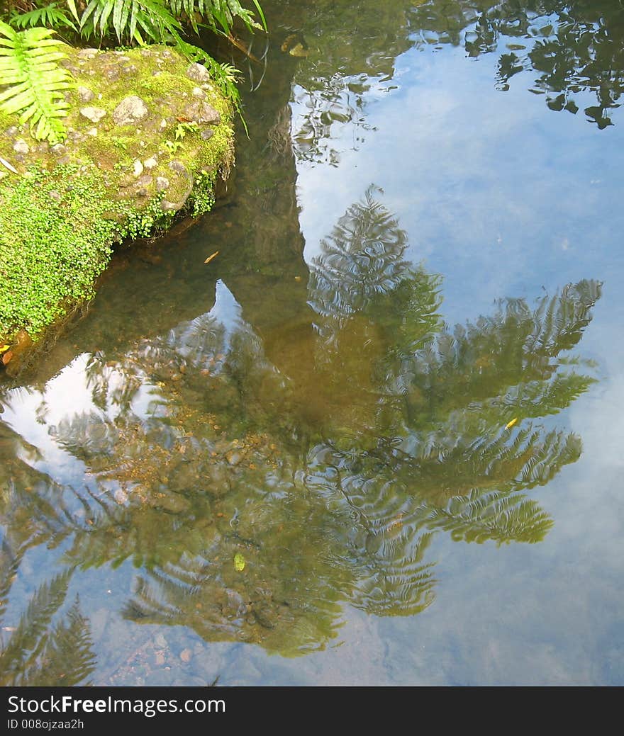 This is the reflection of a cabbage tree in a little stream. This is the reflection of a cabbage tree in a little stream