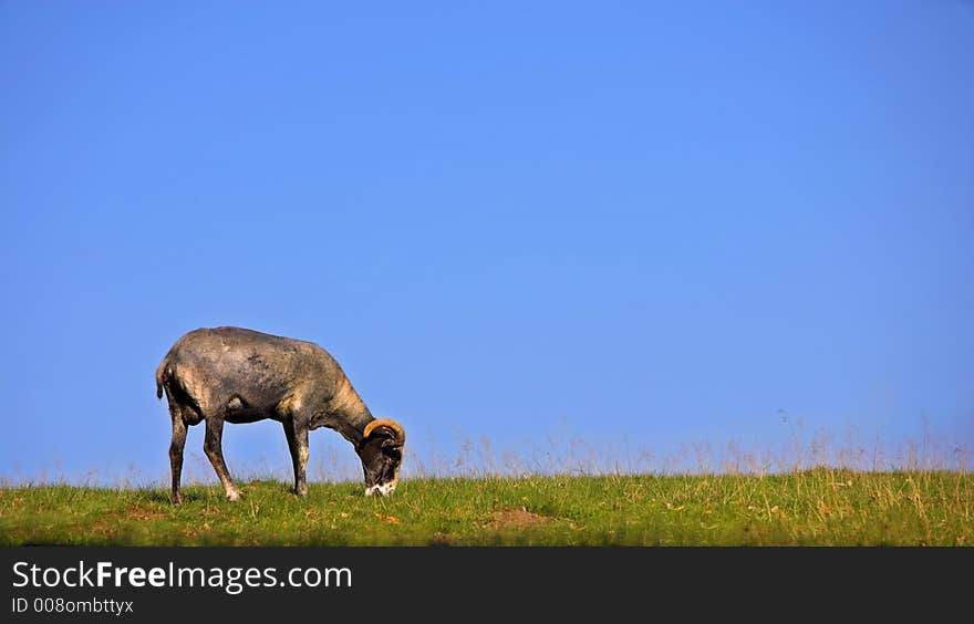 Goat eating, late summer in Denmark