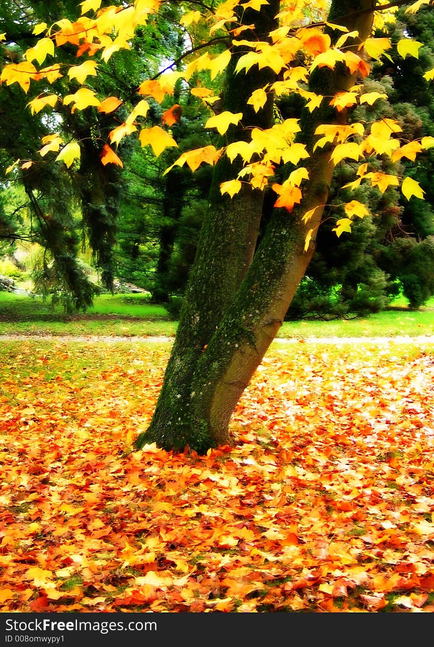 Autumn tree and leaves at the Park. Autumn tree and leaves at the Park