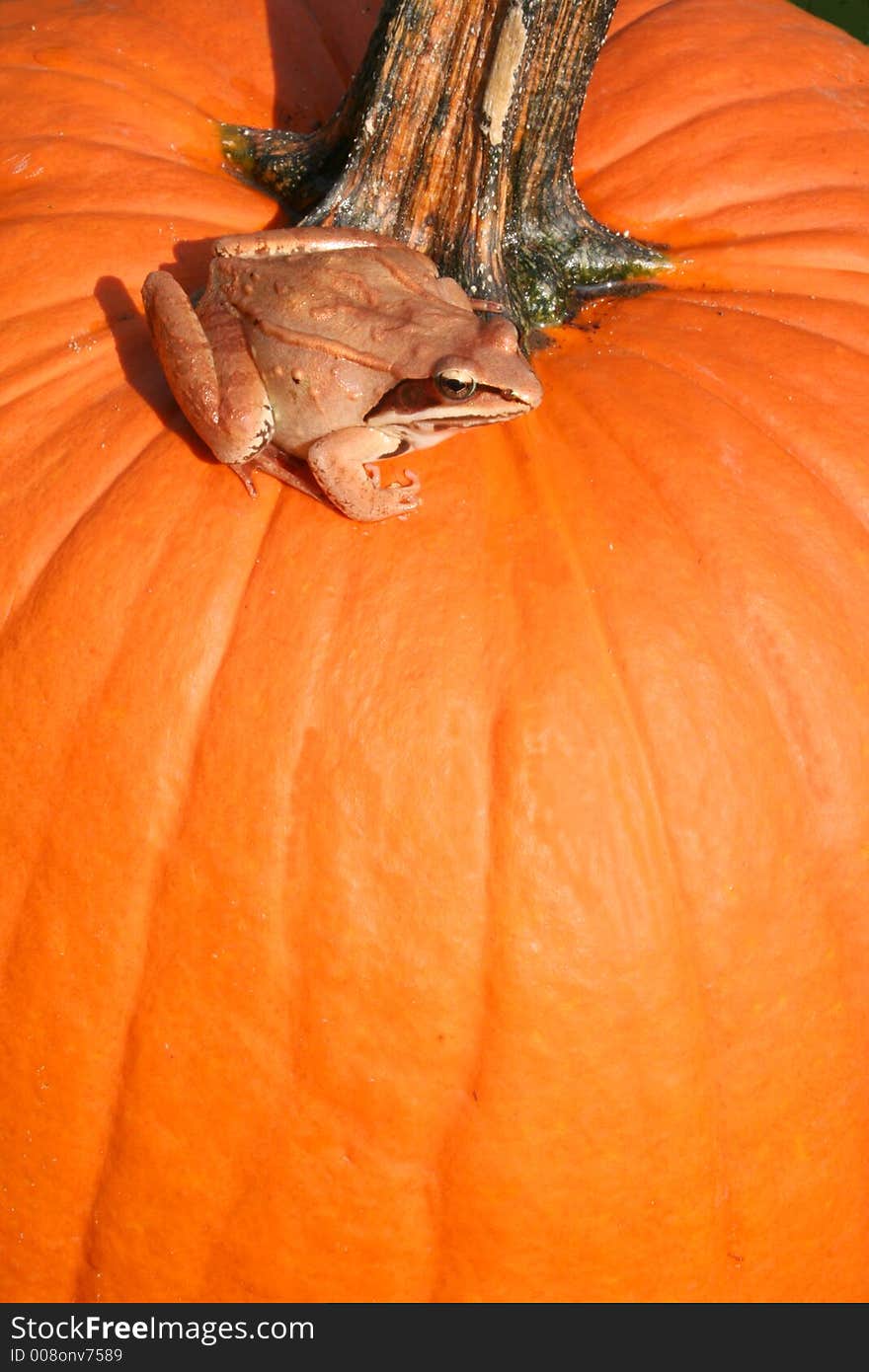 A Toad Sits on top of a Pumpkin. A Toad Sits on top of a Pumpkin.