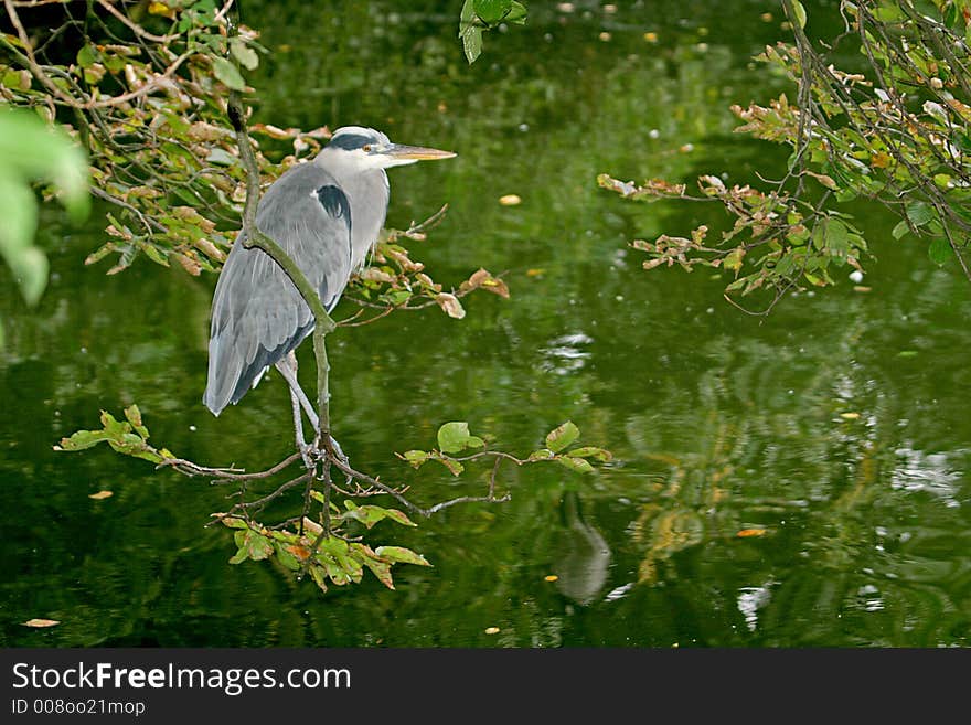 A grey heron between trees